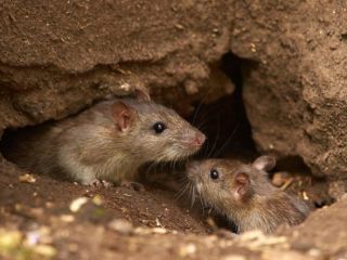 Suman 12 las vctimas por hantavirus