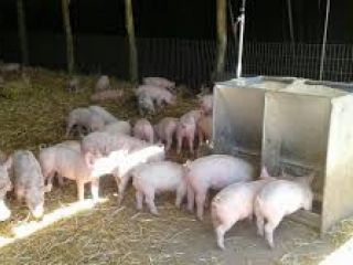 Programa de Capacitacin para el personal de la granja porcina en Pergamino