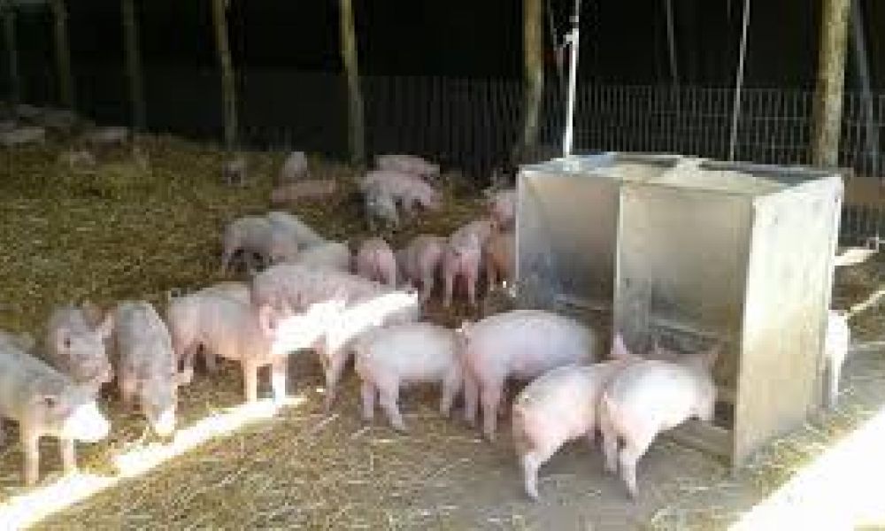 Capacitación para el personal de la granja porcina
