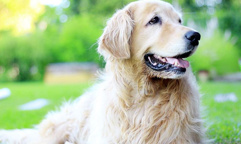 El Móvil de Veterinaria estará en el Barrio Villa Fernández El Móvil de Veterinaria estará en el Barrio Villa Fernández