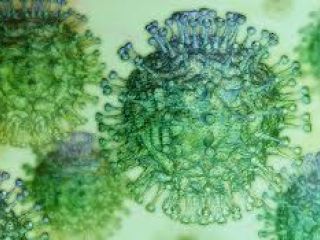 Coln: Un nio de cinco aos es el primer caso positivo de coronavirus