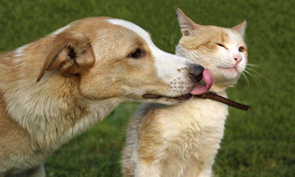 Adopción y vacunación gratuita