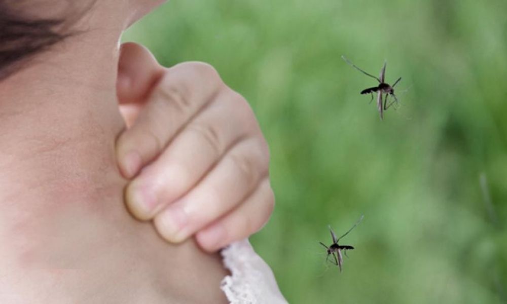 Los peligros de las picaduras de mosquitos Los peligros de las picaduras de mosquitos