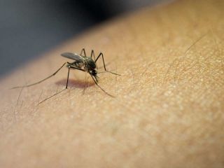 Alerta sanitaria: Se avecina un brote de dengue desquiciante en Argentina