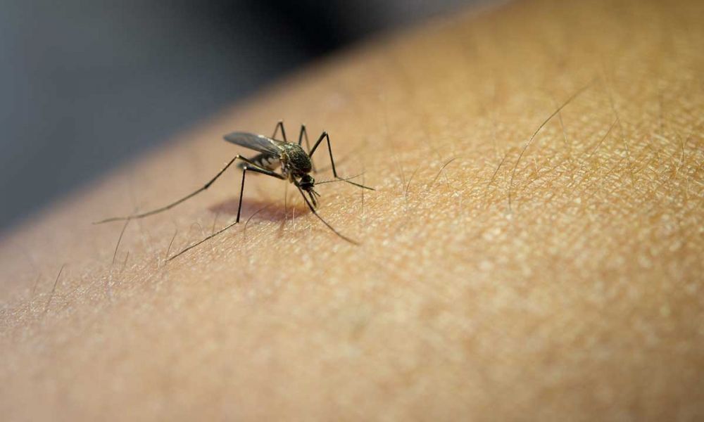 Se avecina un brote de dengue desquiciante