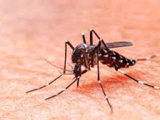 Se confirm un caso de dengue autctono en Pergamino