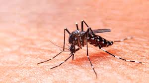 Se confirmó un caso de dengue autóctono en Pergamino