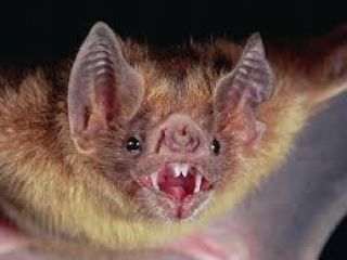 Hallaron un murci�lago con rabia en un domicilio c�ntrico