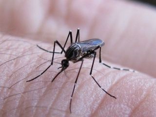 Confirman circulacin autctona de dengue en territorio bonaerense