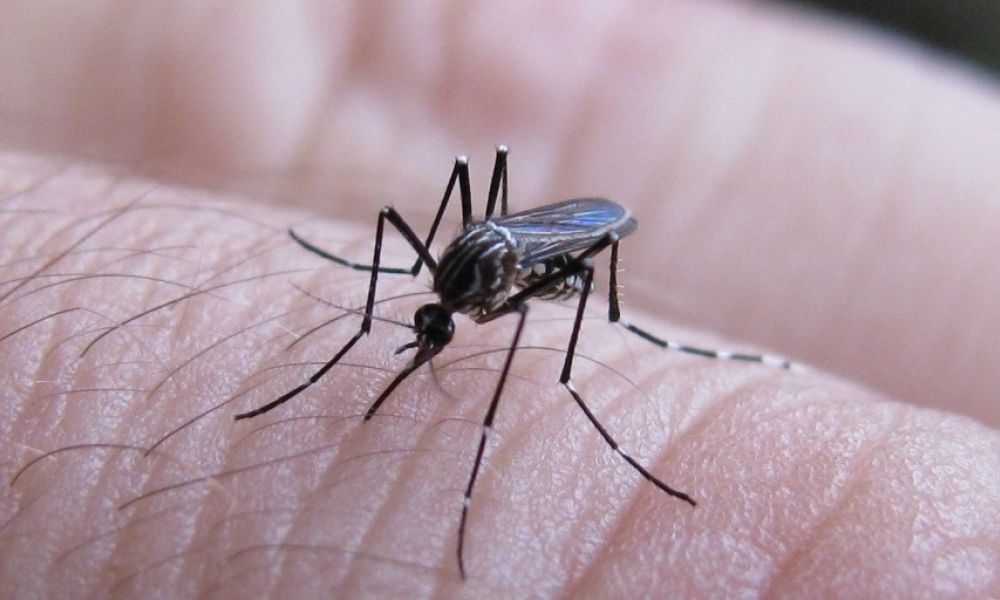 Confirman circulación autóctona de dengue en la Provincia