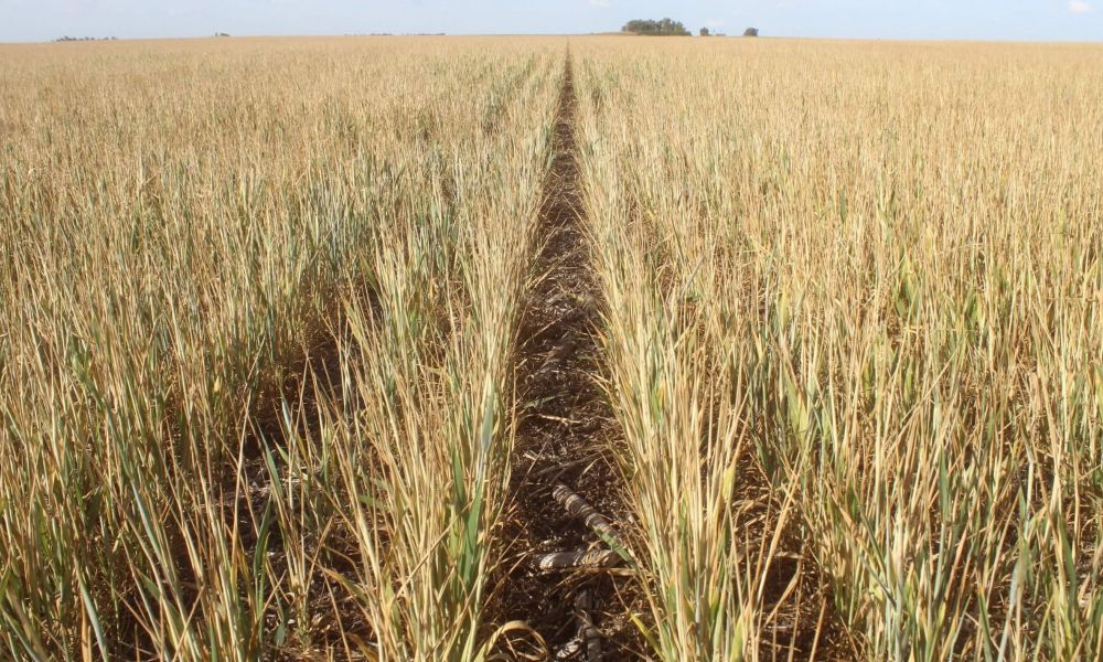La sequía persistente golpea a los cultivos de trigo