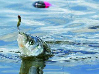 Conoc los lugares donde ya se habilit la pesca