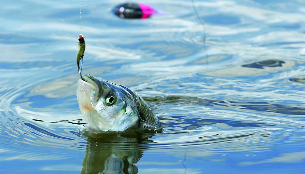 Conocé los lugares donde ya se habilitó la pesca