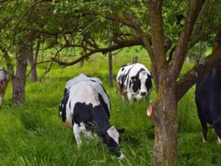 La tecnología innovadora que podría transformar la ganadería en Buenos Aires: los árboles