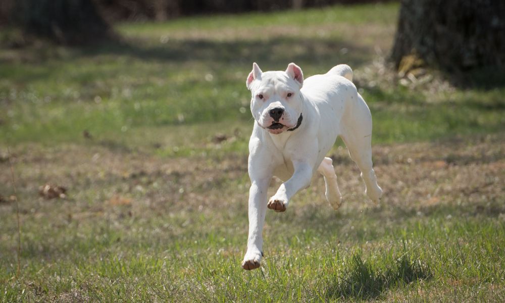 Héroe de cuatro patas