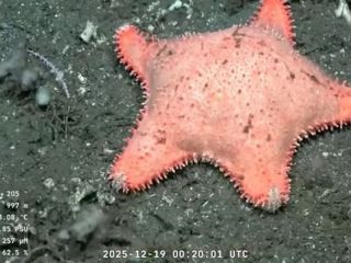 La ciencia vuelve a sorprender: Hallaron otra «estrella culona» en una expedición del CONICET