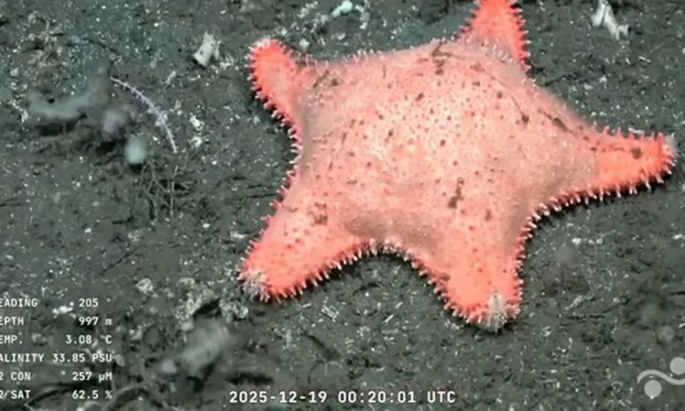 Hallaron otra «estrella culona»