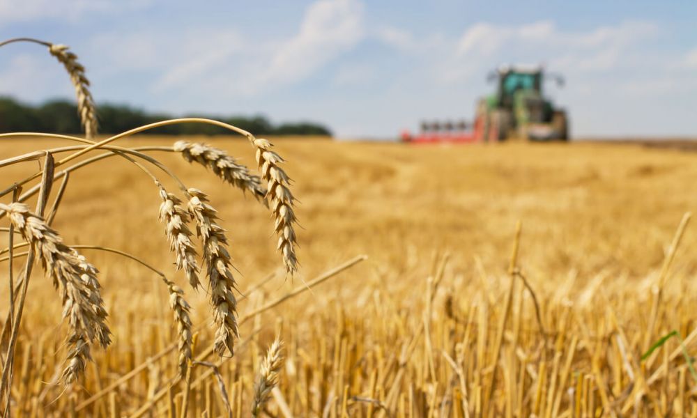 Panorama positivo para la nueva campaña del trigo
