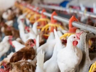 Alerta sanitaria: Detectan un nuevo caso de influenza aviar H5 en una granja avícola de Bolívar