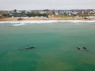 Ballenas en Mar del Plata: Un espectculo marino que se vuelve cada vez ms frecuente