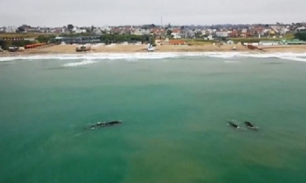 Ballenas en Mar del Plata