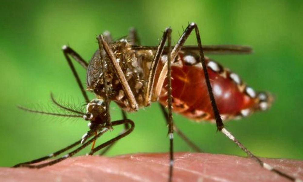 Dengue: El primer caso mortal