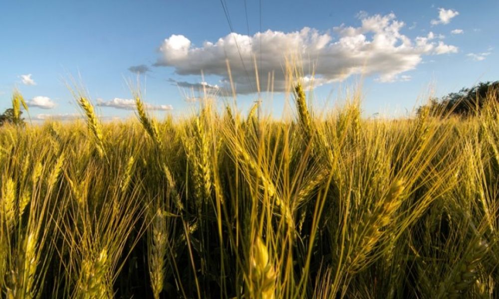 El trigo afronta el peor escenario de siembra