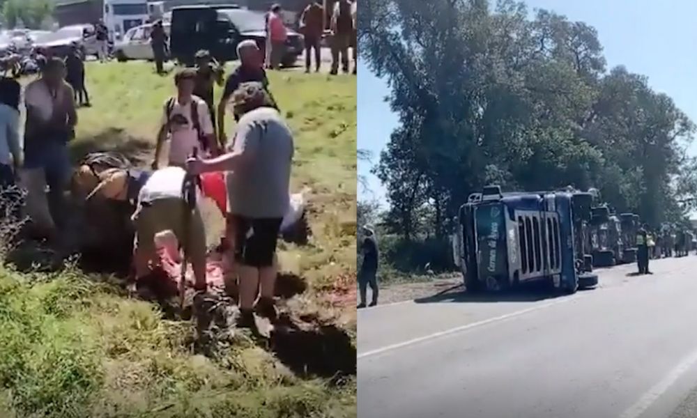 Vuelco de camión con vacas desata delirio por carne fresca