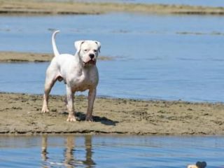 Perros en la playa: Un chico de 4 aos fue herido por un dogo