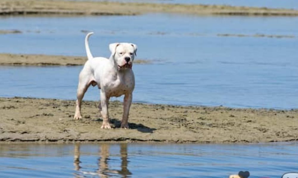 Un chico de 4 años fue herido por un dogo