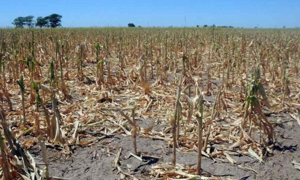La sequía en Pergamino, Junín, Lincoln, Pehuajó, asusta