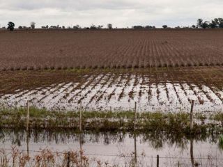 Emergencia agropecuaria: Beneficios impositivos y planes de pago para productores
