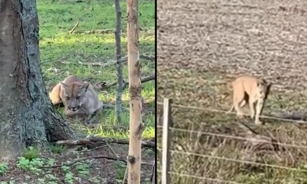 Un puma merodea San Miguel del Monte