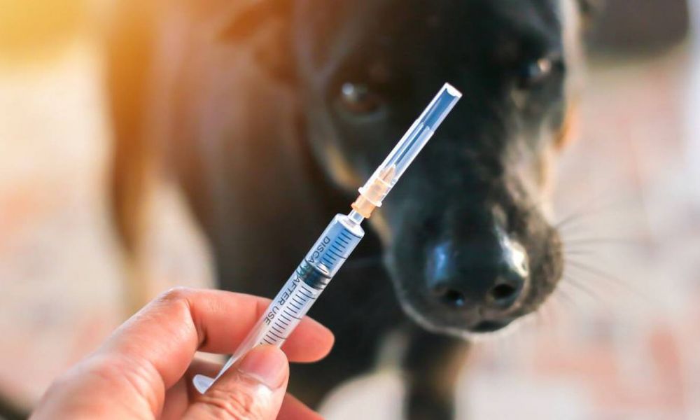 El Móvil de Veterinaria estará en el Barrio Martín Illia