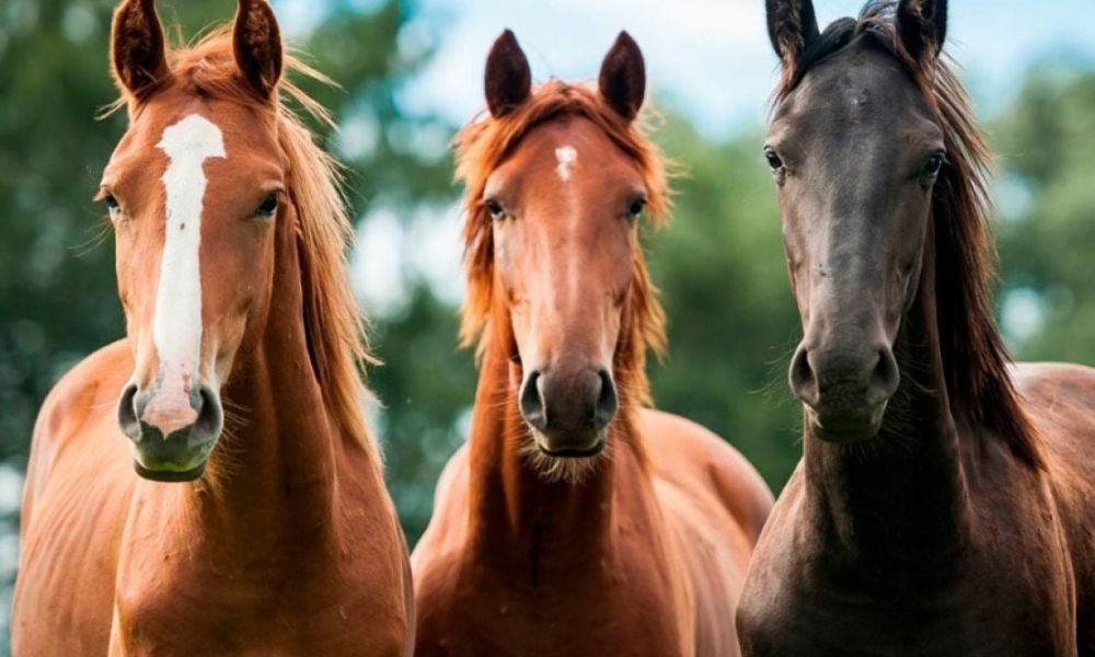 Encefalitis Equina del Oeste