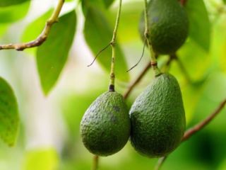 Murió un bebé de 12 días en Quilmes tras caerle una palta en la cabeza