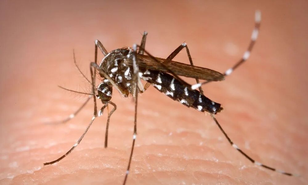 Hay 100 casos de Chikungunya y 10 de dengue en Pergamino