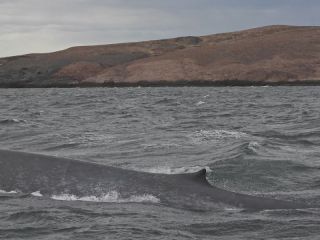 Avistaje hist�rico en Chubut: Registran una ballena azul en el Parque Patagonia Azul