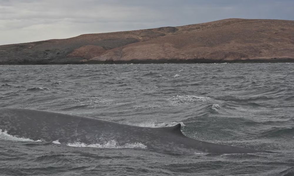 Registran una ballena azul en el Parque Patagonia Azul