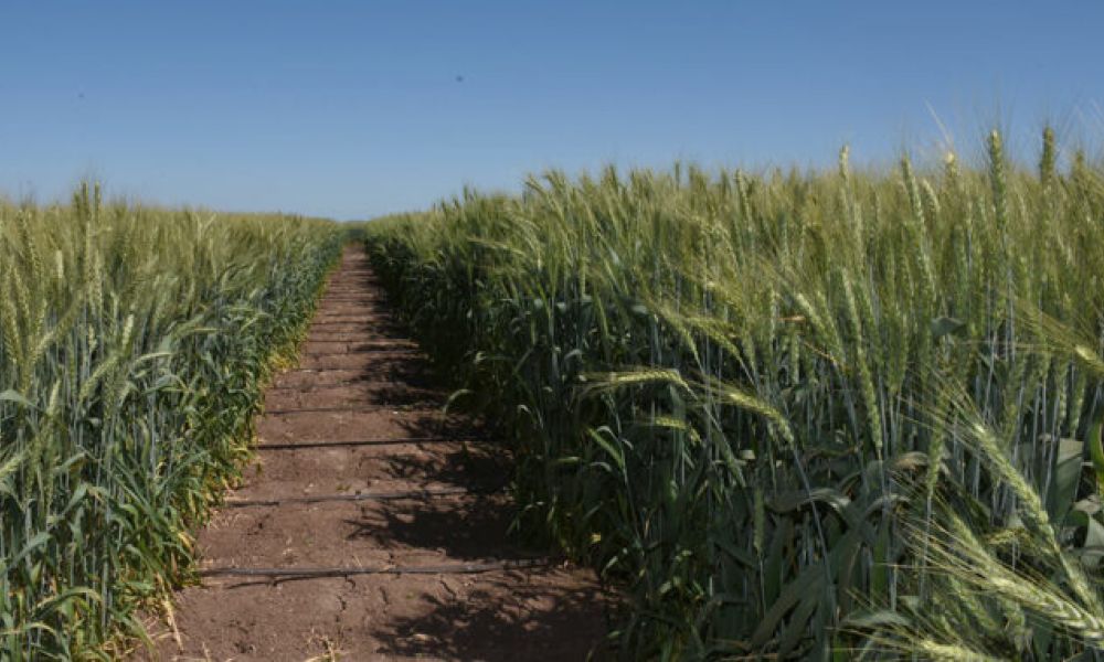 Analistas prevén la peor cosecha de trigo en siete años