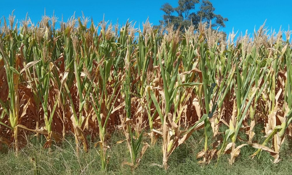Sequía en el norte bonaerense