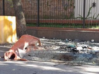 Pergamino: Incendiaron una Campana Naranja