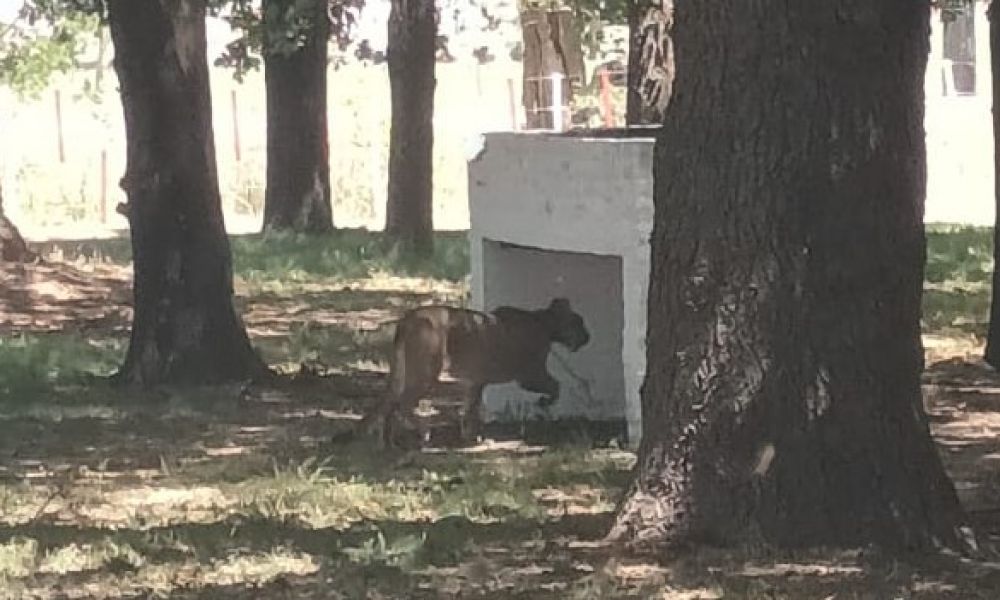 Colón: Apareció un puma en el Aeroclub