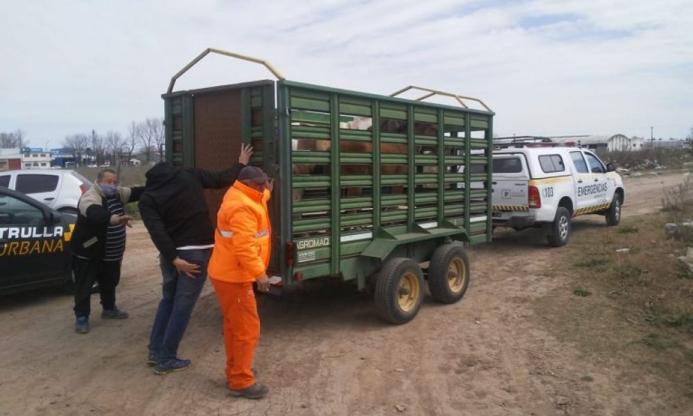 Trabajan en el secuestro de caballos sueltos