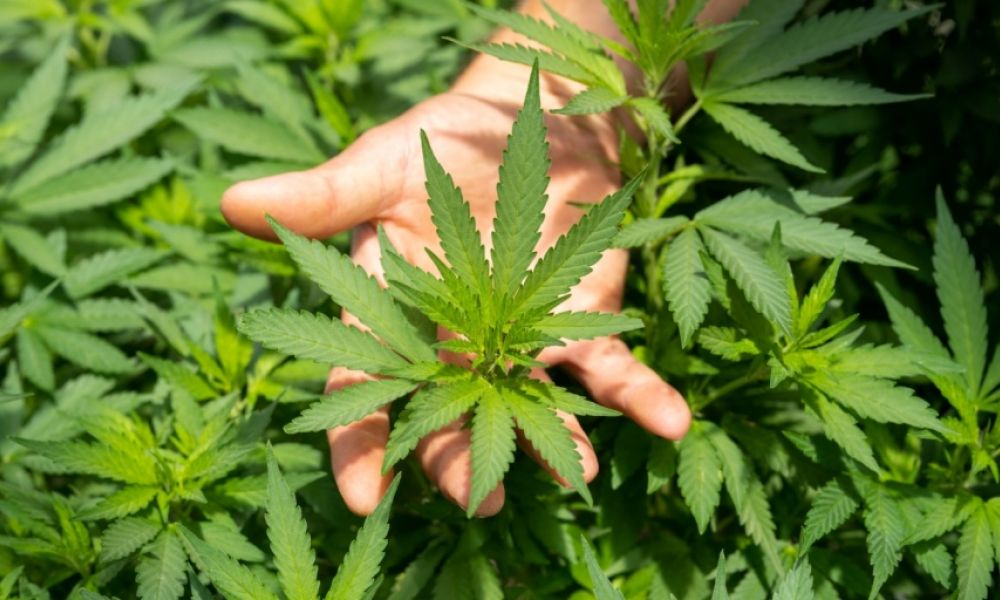 La justicia devuelve plantas de cannabis secuestradas