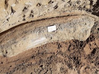 Jun�n: Los restos f�siles hallados tienen m�s de 10 mil a�os