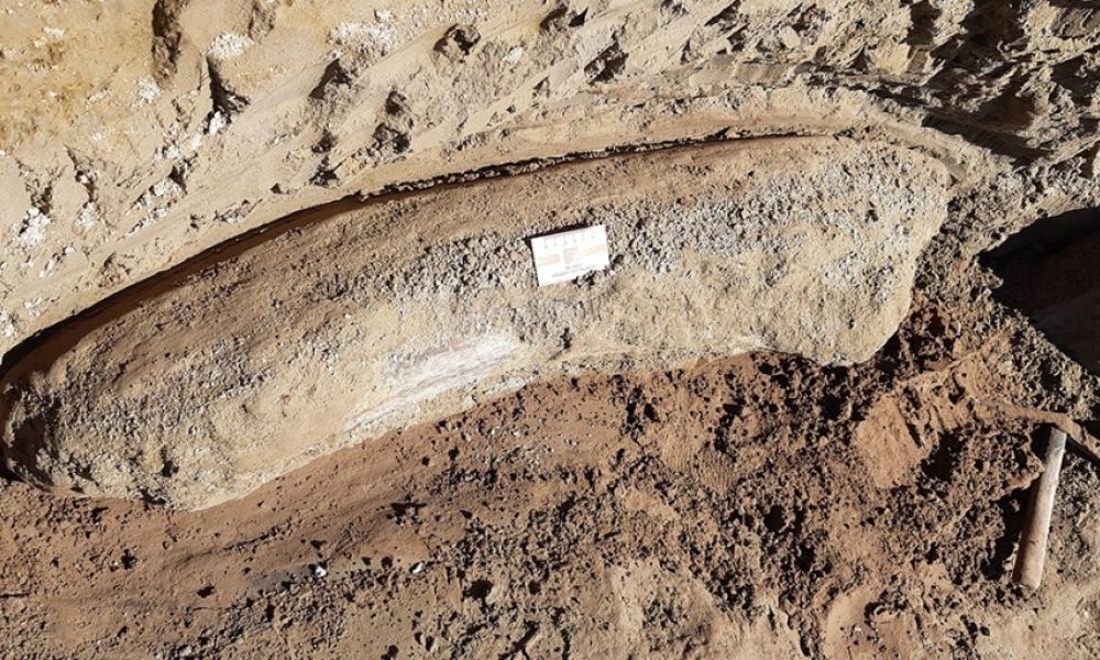 Restos fósiles hallados en Junín