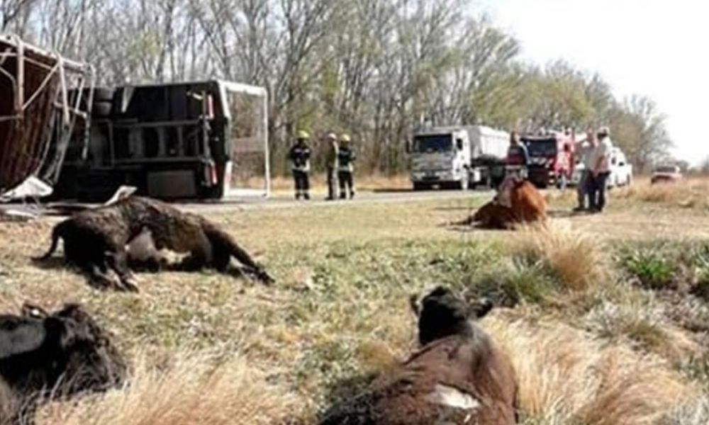 Camión de vacas vuelca y vecinos faenan en la ruta