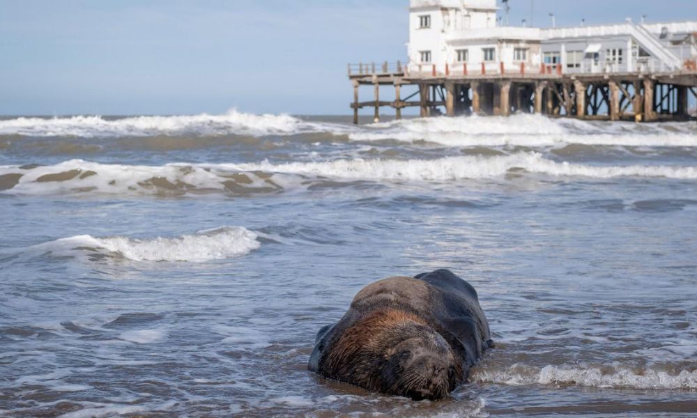 Gripe Aviar impacta a lobos marinos (Foto: Télam)