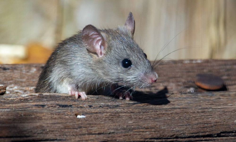 Alerta por Fiebre Hemorrágica Argentina